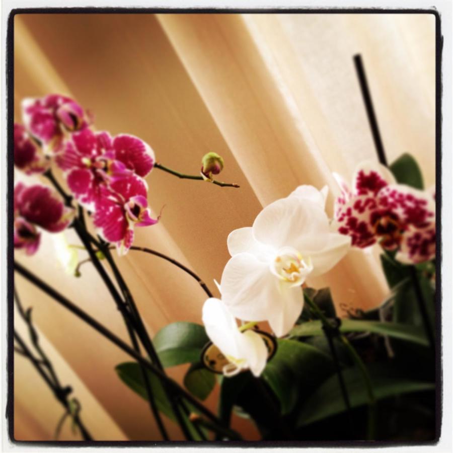 Al Cavour 34 Bed and Breakfast Trente Buitenkant foto